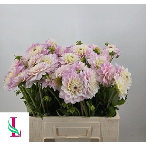 Dahl L Rose