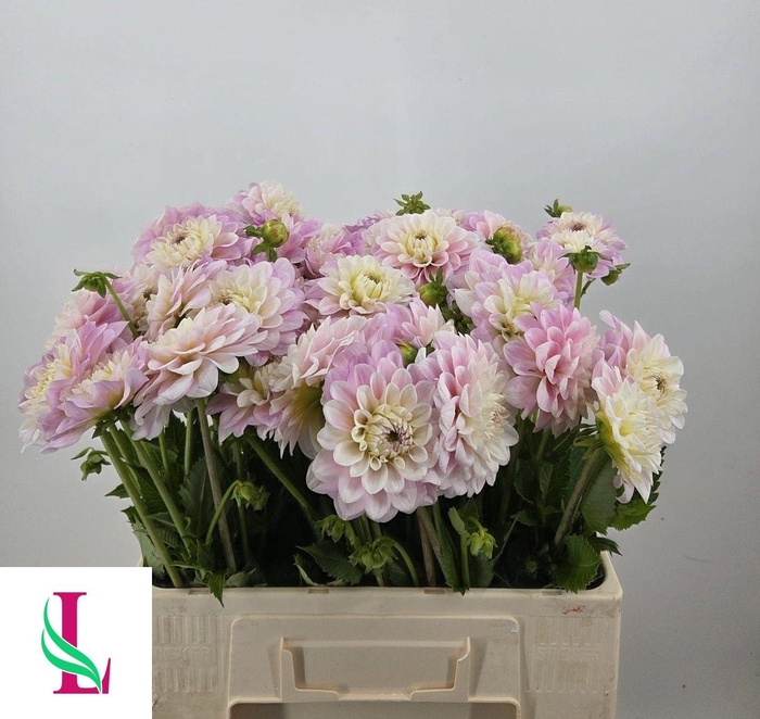 <h4>Dahl L Rose</h4>
