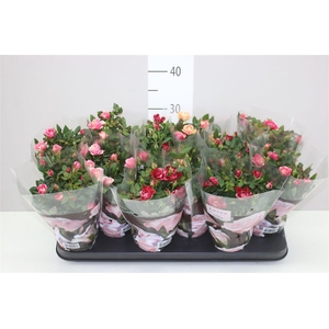 Rosa Victory Gemengd