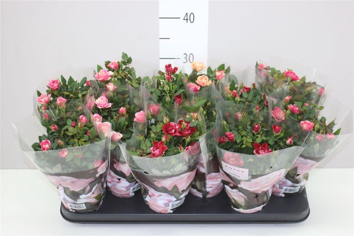 <h4>Rosa Victory Gemengd</h4>