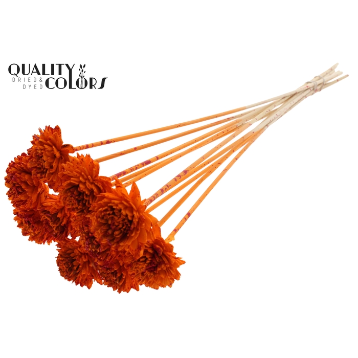 <h4>Shola Zinia 6cm on stem Splashed Orange/Red</h4>
