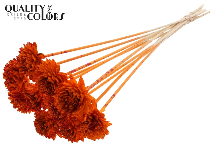 Shola Zinia 6cm on stem Splashed Orange/Red