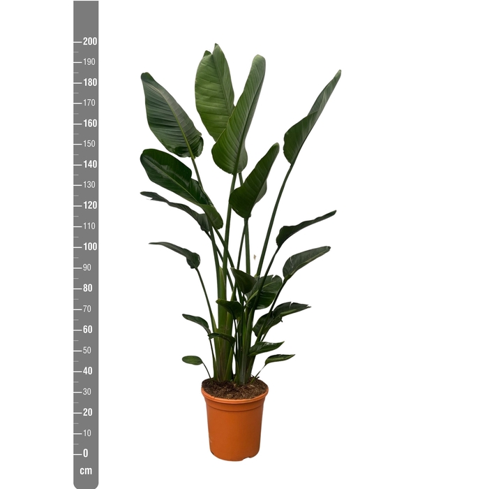 <h4>STRELITZIA NICOLAI</h4>