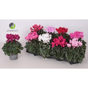 Cyclamen persicum Super Serie Carino 10,5Ø 20cm