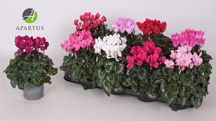 Cyclamen persicum Super Serie Carino 10,5Ø 20cm