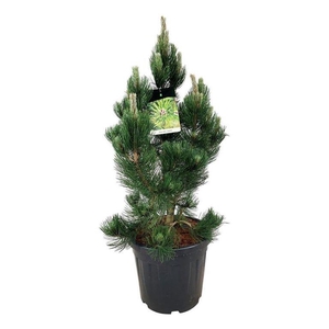 Pinus held. 'Satellit'