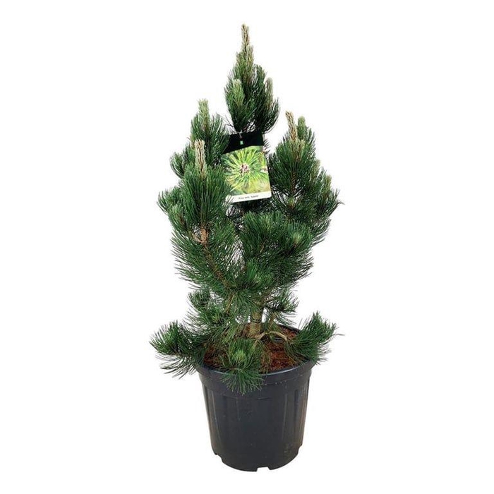 <h4>Pinus held. 'Satellit'</h4>