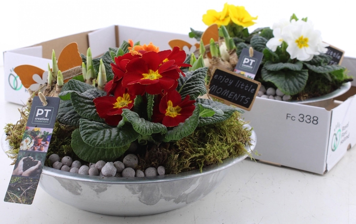 <h4>ARR PL IN SCHAAL</h4>