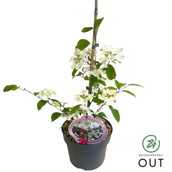 <h4>Viburnum plic. 'Kilimadjaro Sunrise' 40-50 P19</h4>