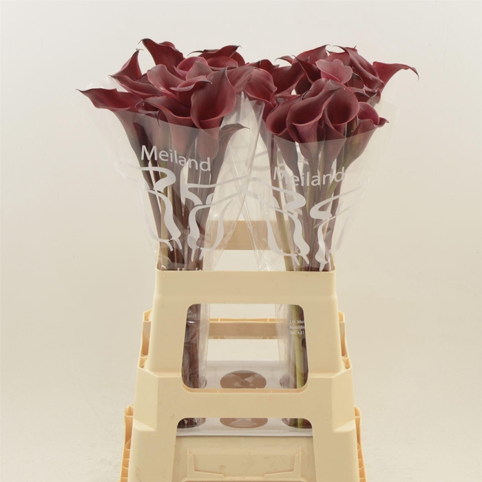 <h4>Calla Red Charm</h4>