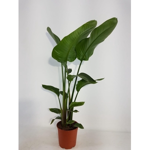 Strelitzia nicolai 21cm 2 pp