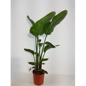 Strelitzia nicolai 21cm 2 pp
