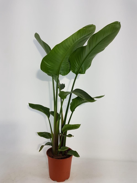 <h4>Strelitzia nicolai 21cm 2 pp</h4>