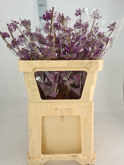 <h4>CALLI BO MAGI LILAC</h4>