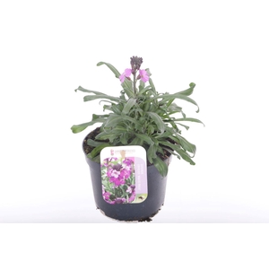 Erysimum lin. Bowles Mauve