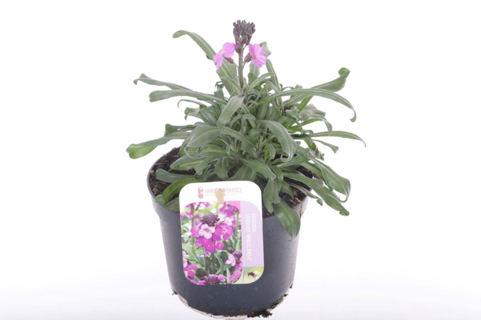 <h4>Erysimum lin. Bowles Mauve</h4>