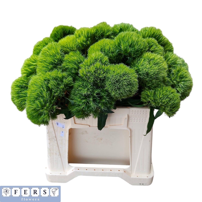 <h4>DI BARB GREEN WICKY</h4>