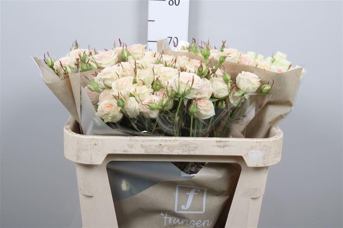 <h4>R Tr Pinky Promise</h4>