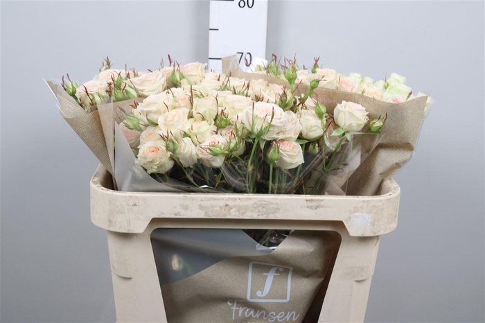 <h4>R Tr Pinky Promise</h4>