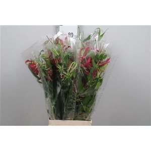 Gloriosa Rothschild Long