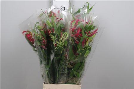 <h4>Gloriosa Rothschild Long</h4>