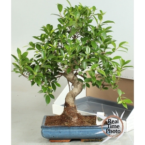 BONSAI GEM