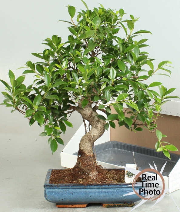 <h4>BONSAI GEM</h4>