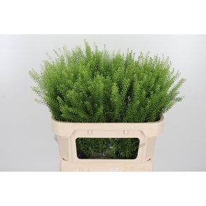 Lepidium Green Bell
