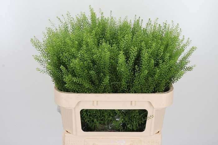 <h4>Lepidium Green Bell</h4>