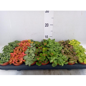 Fittonia   ...mix 7