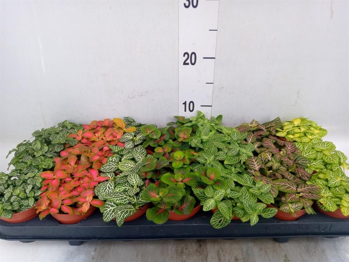 <h4>Fittonia   ...mix 7</h4>