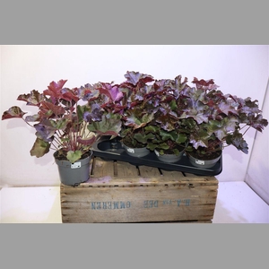 Heuch Mi Palace Purp