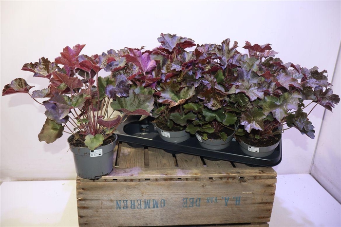 <h4>Heuch Mi Palace Purp</h4>