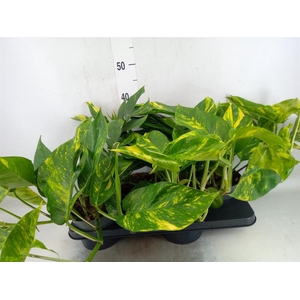 Epipremnum   ...