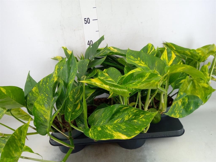 <h4>Epipremnum   ...</h4>