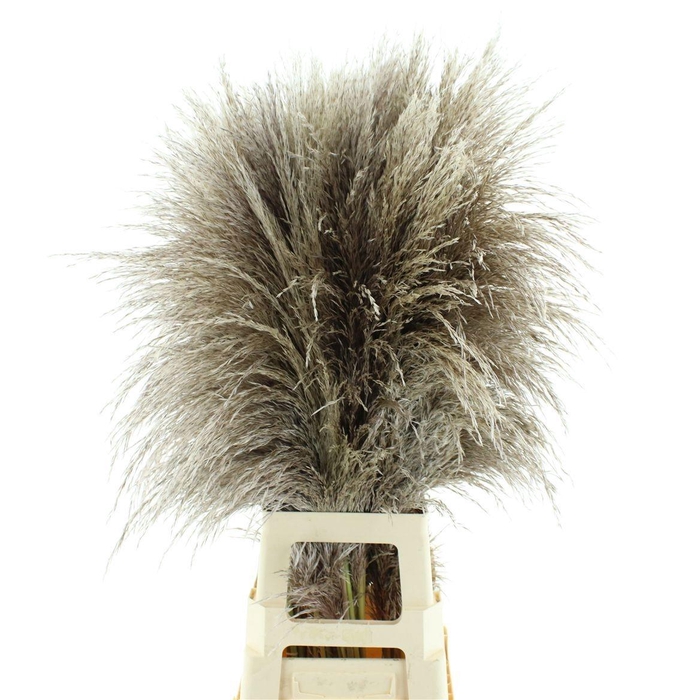 <h4>CORTA SE EVITA</h4>