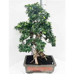 Ficus retusa, pot 50cm. Height 110cm.( single item)