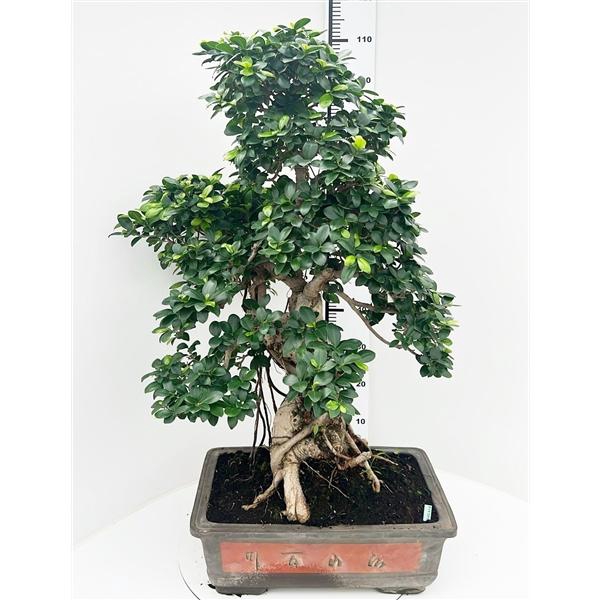 <h4>Ficus retusa, pot 50cm. Height 110cm.( single item)</h4>