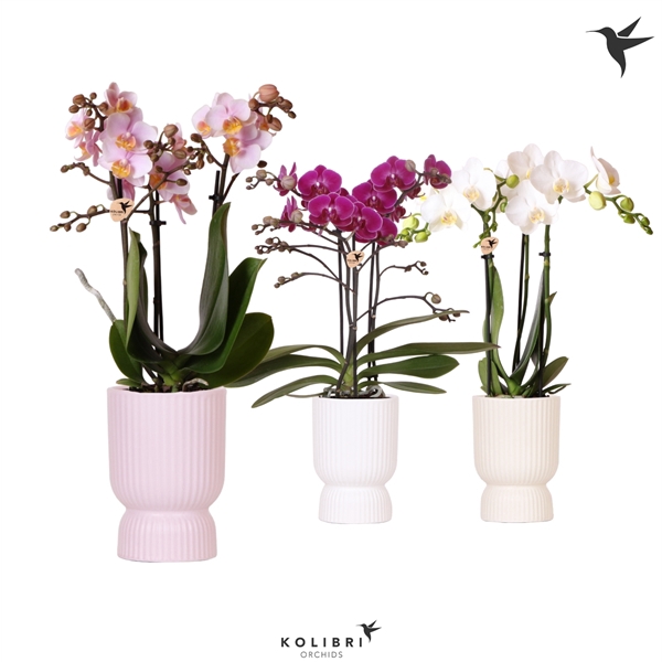 <h4>Phalaenopsis Multifloratypes overig</h4>