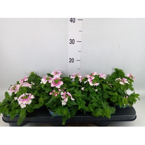Verbena  'Lanai Pink Twister'