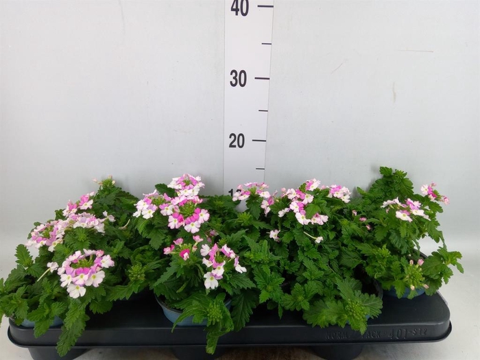 <h4>Verbena  'Lanai Pink Twister'</h4>