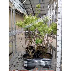 Syringa vulg. 'Primrose'