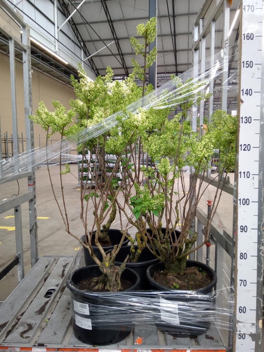 <h4>Syringa vulg. 'Primrose'</h4>