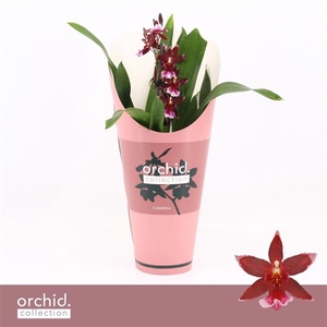 Barrocco Red, 1-spike Compact 'Orchid Collection' Potcover
