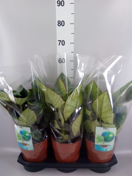 <h4>Alocasia  'Platinum'</h4>