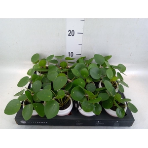 Arr.   Kamerplant Groen L%