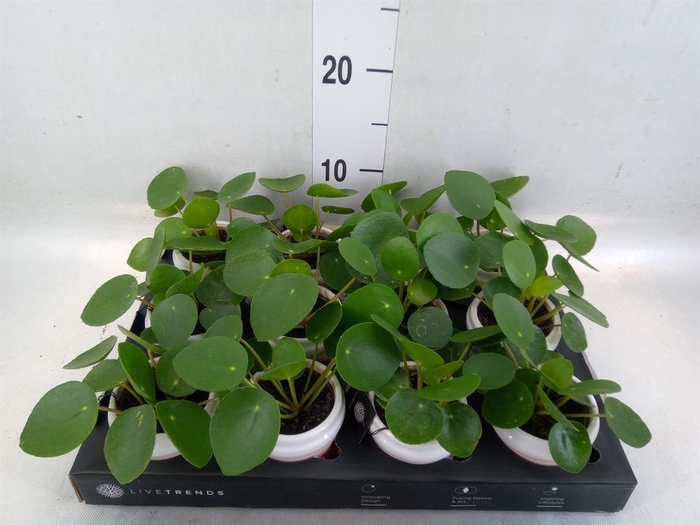 <h4>Arr.   Kamerplant Groen L%</h4>