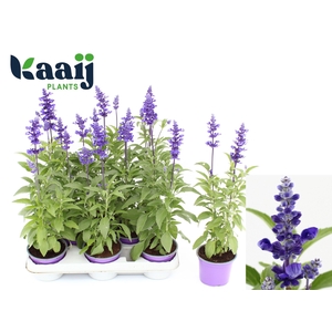 SALVIA OV