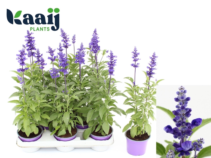 <h4>SALVIA OV</h4>