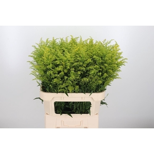 Solidago Tara